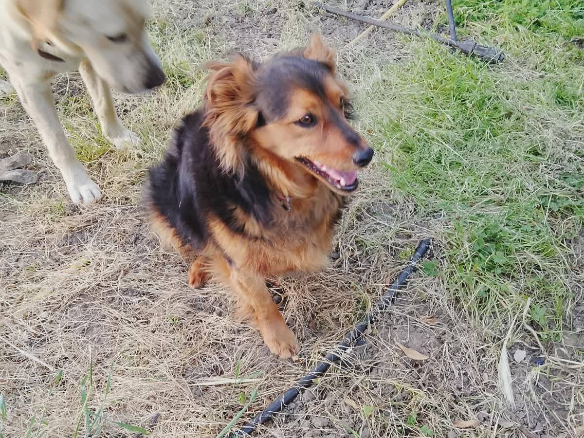 Adotta il cane BIRILLO a Vibo