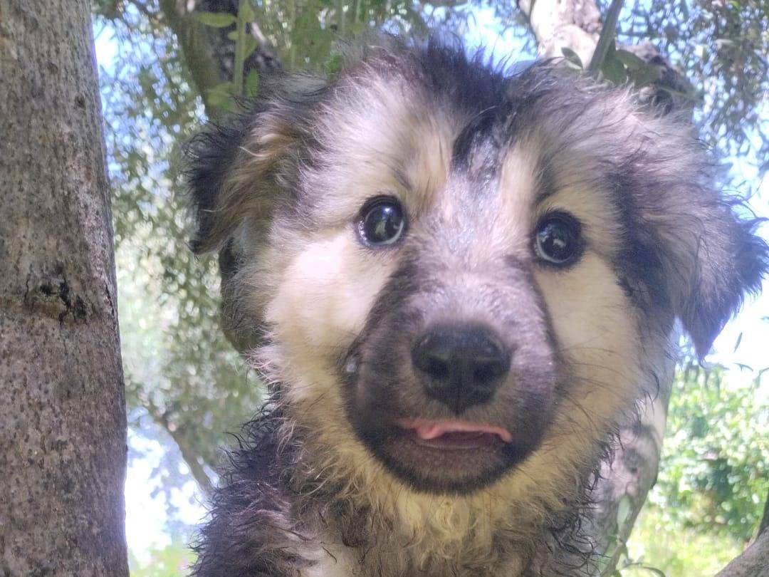 Adotta un cane, maschio, 4 mesi, Vibo
