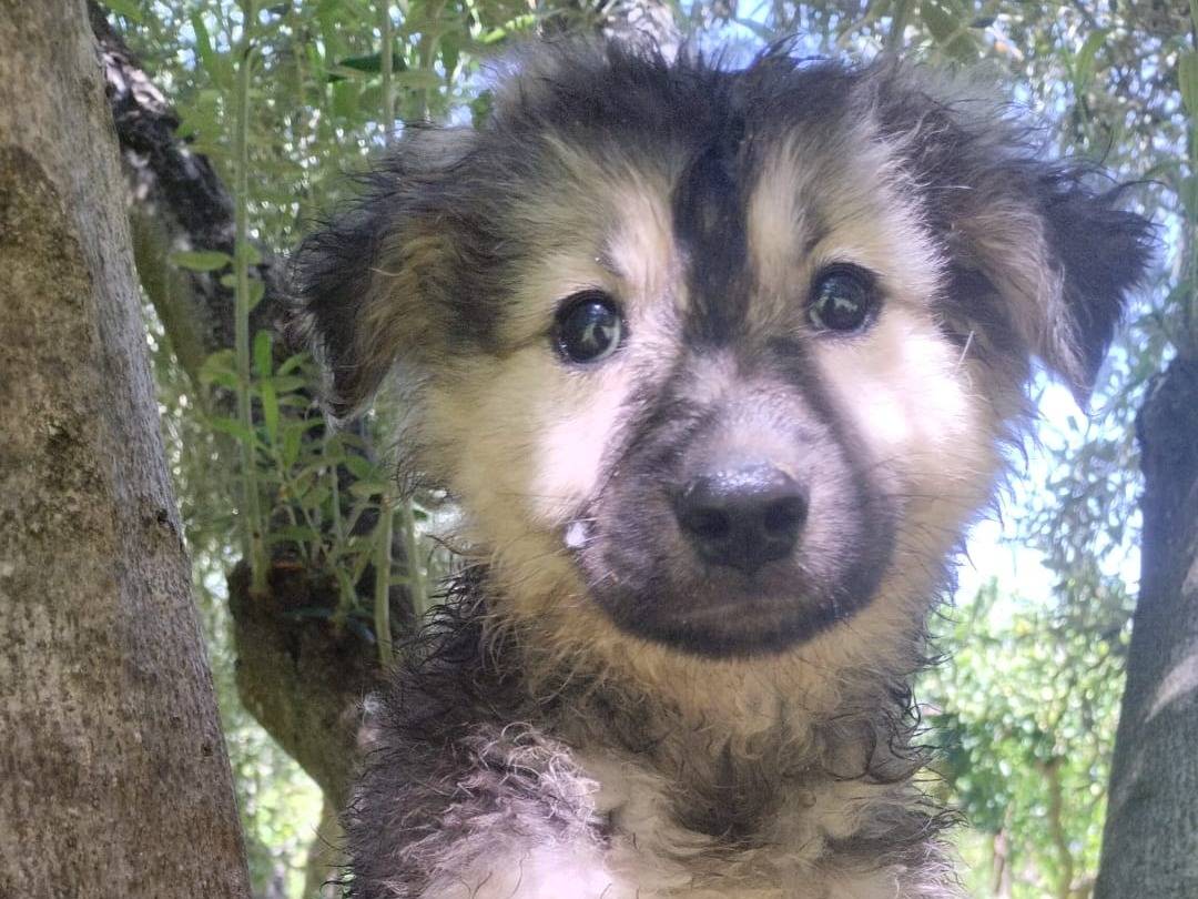 Adozione cane, maschio, Pastore maremmano Razza sconosciuta, 4 mesi, taglia media, Vibo