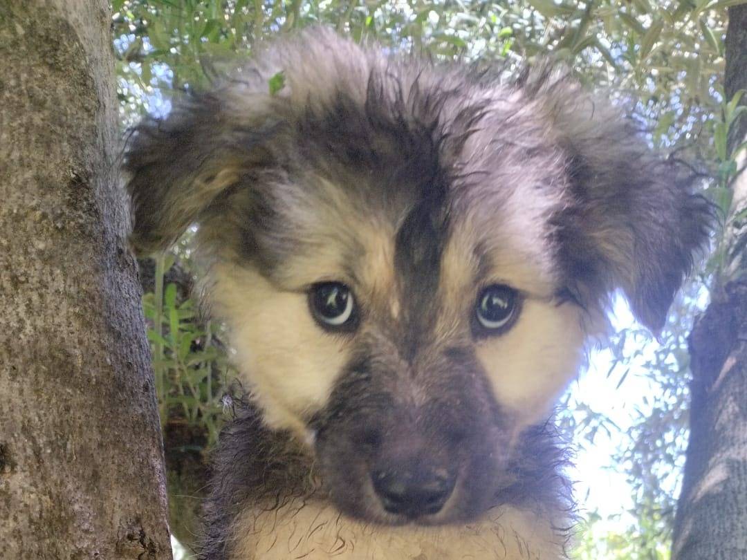 Adotta un cane, taglia media, maschio, Vibo