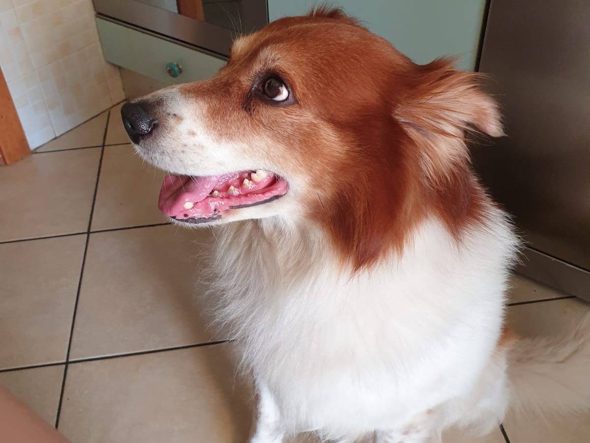 Adozione cane, maschio, Razza sconosciuta Razza sconosciuta, 10 anni e 1 mese, taglia media, Arezzo
