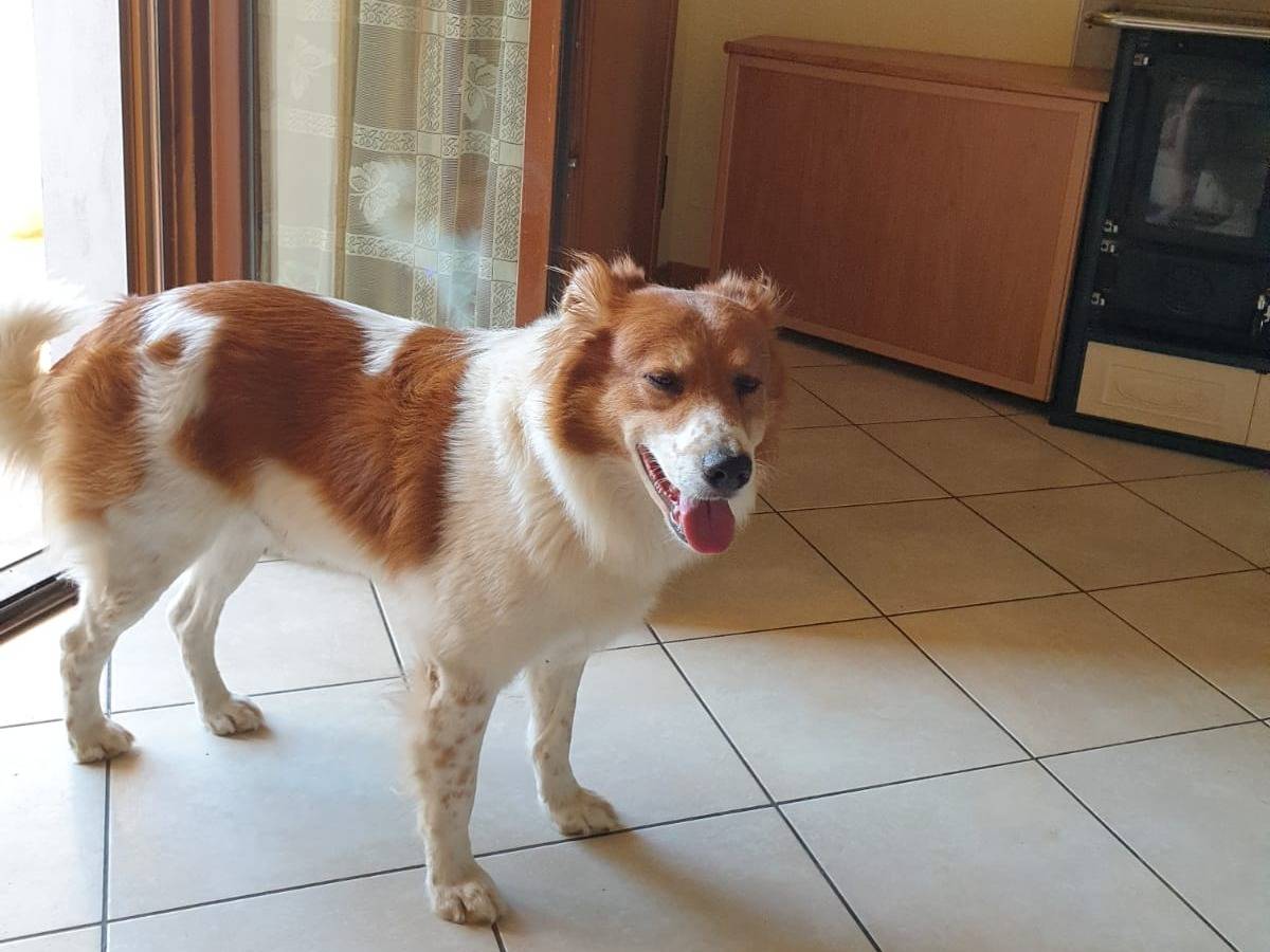 Adotta un cane, maschio, 10 anni e 1 mese, Arezzo