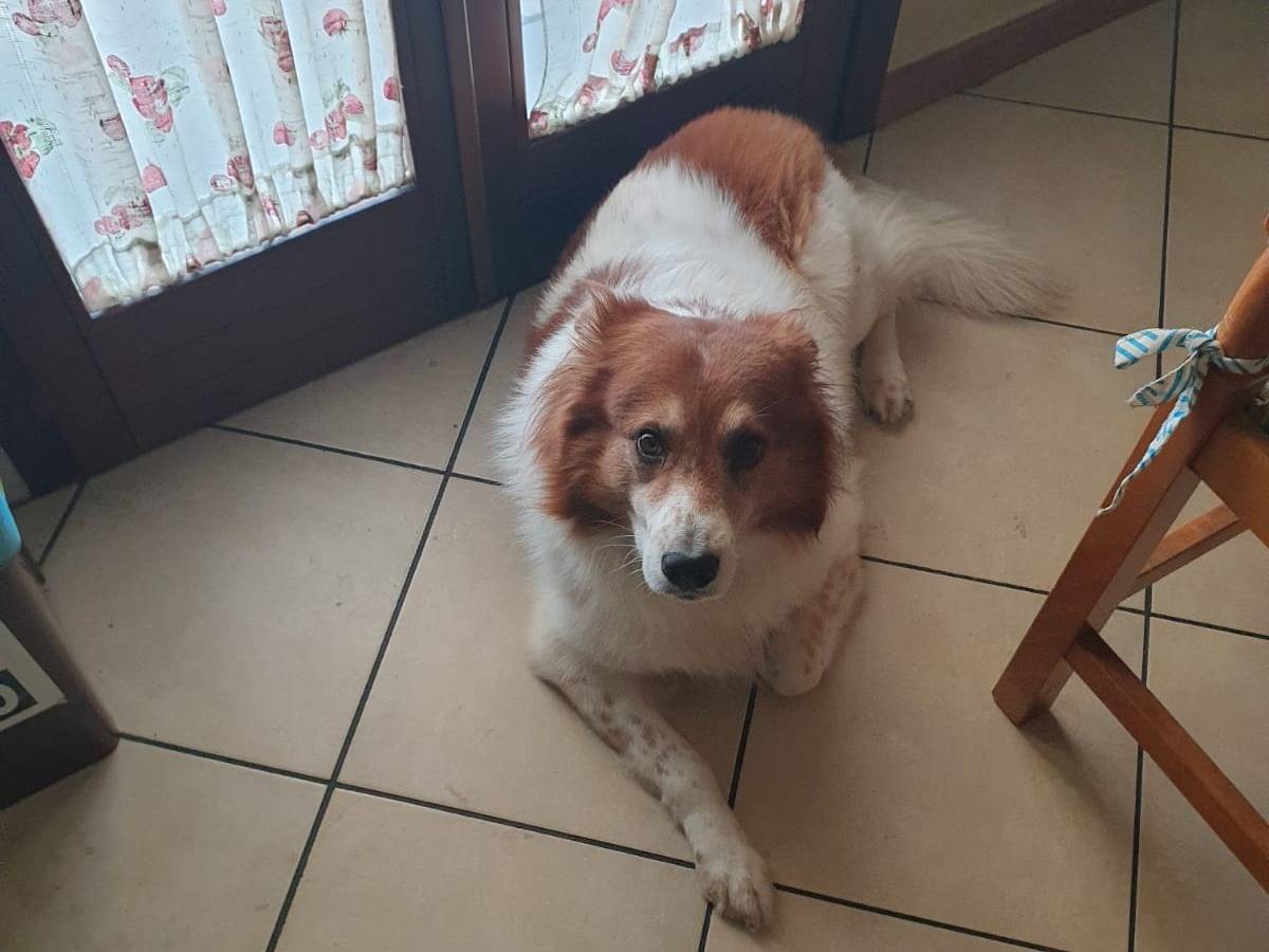 Adotta un cane, taglia media, maschio, Arezzo