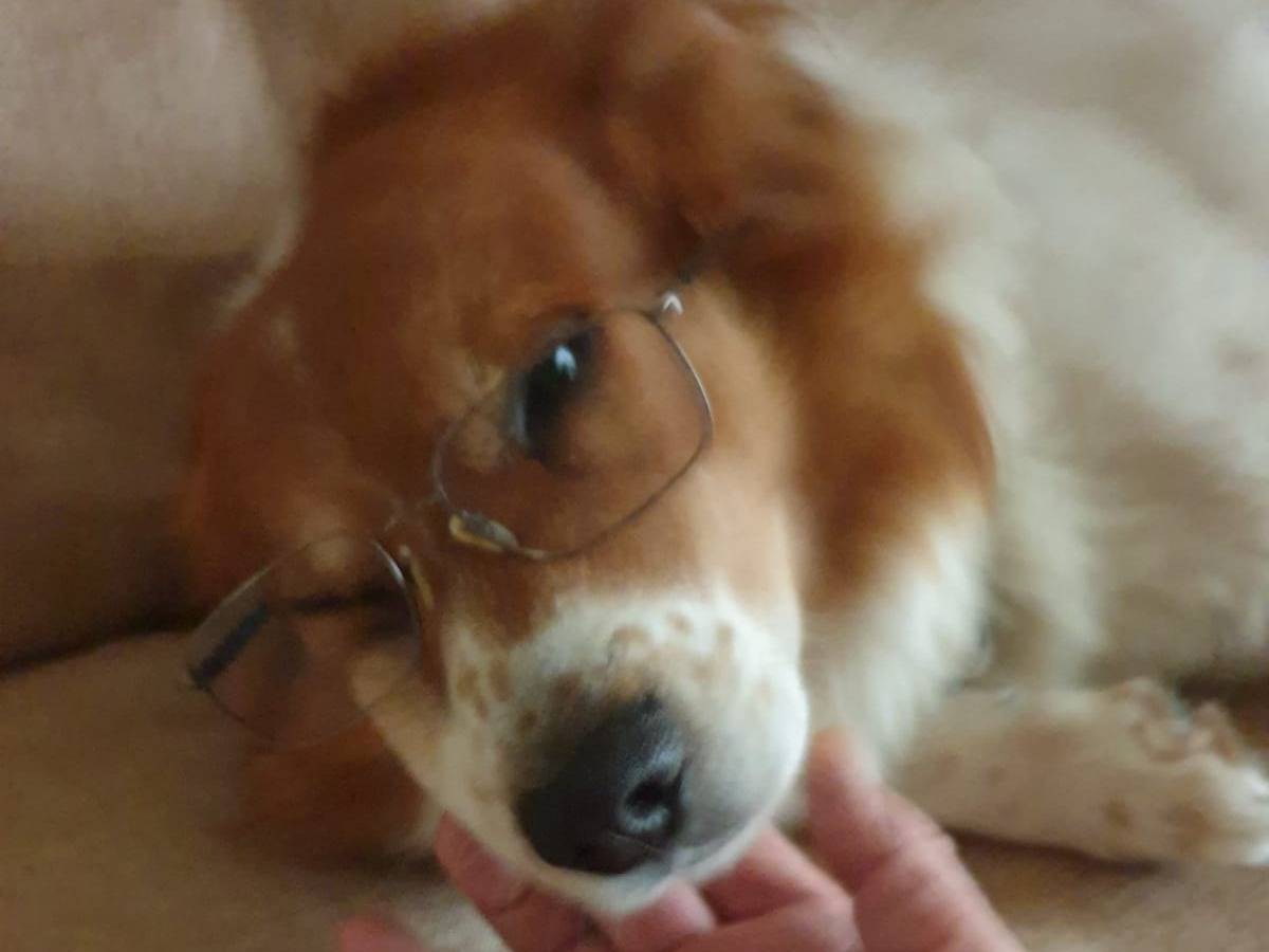 Vuoi adottare un cane a Arezzo?