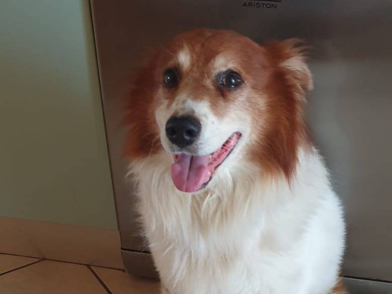 Adotta il cane RENE a Arezzo