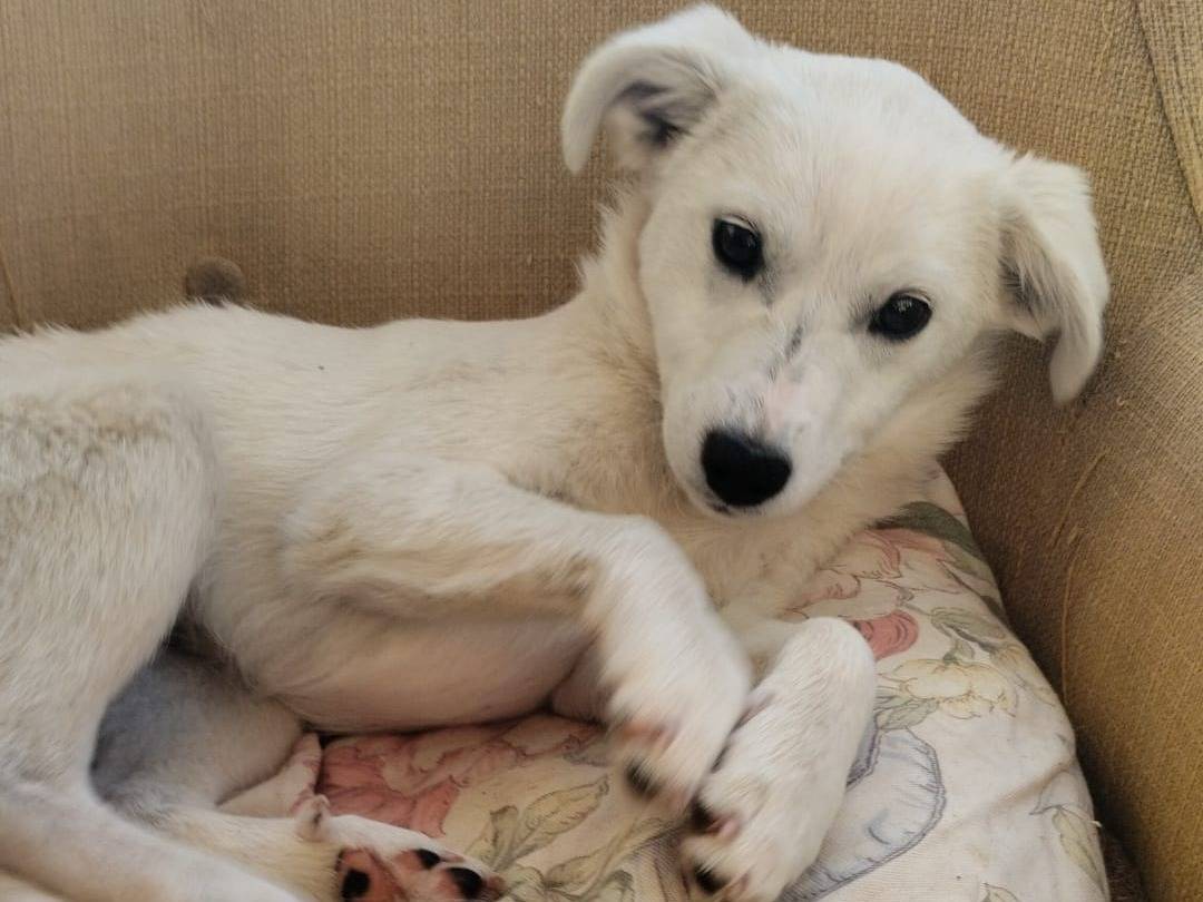 Adozione cane, femmina, Razza sconosciuta Razza sconosciuta, 5 mesi, taglia media, Vibo