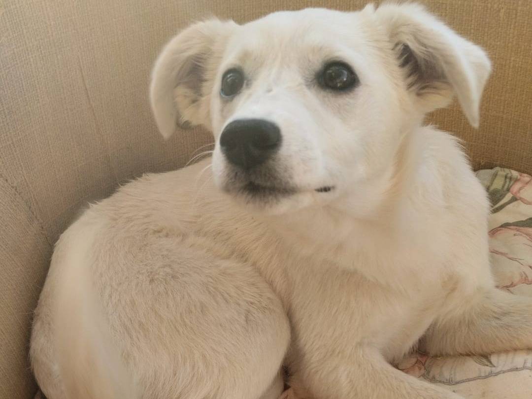 Adotta un cane, femmina, 5 mesi, Vibo