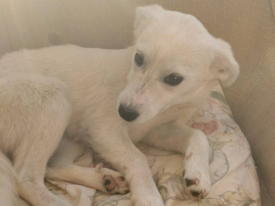 Adotta un cane, taglia media, femmina, Vibo