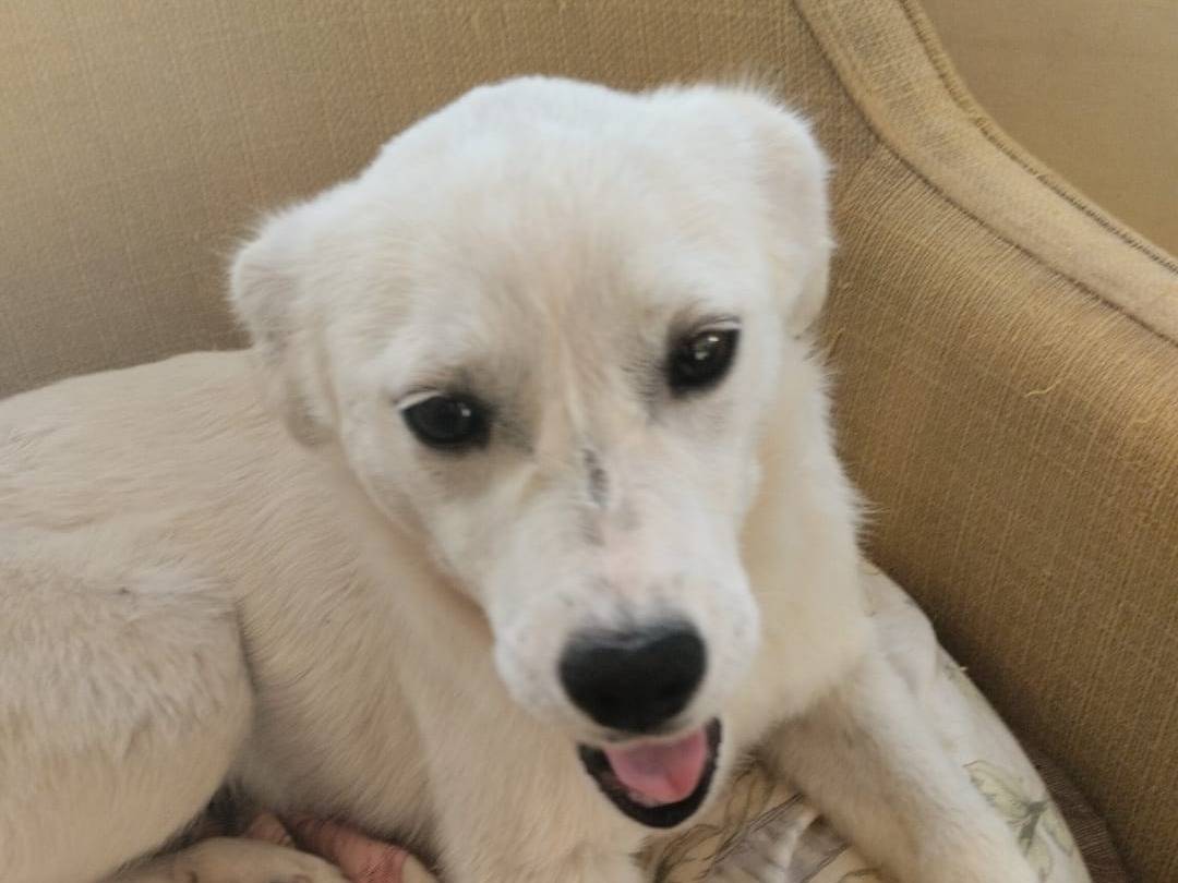 Vuoi adottare un cane a Vibo?