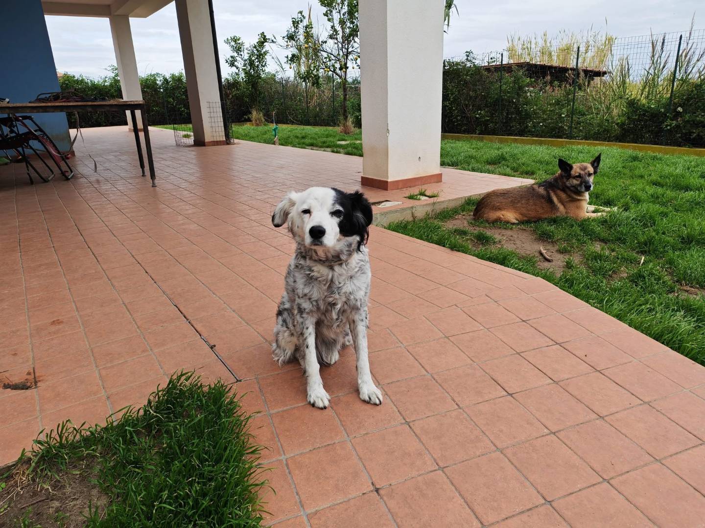 Adotta un cane, femmina, 13 anni, Vibo