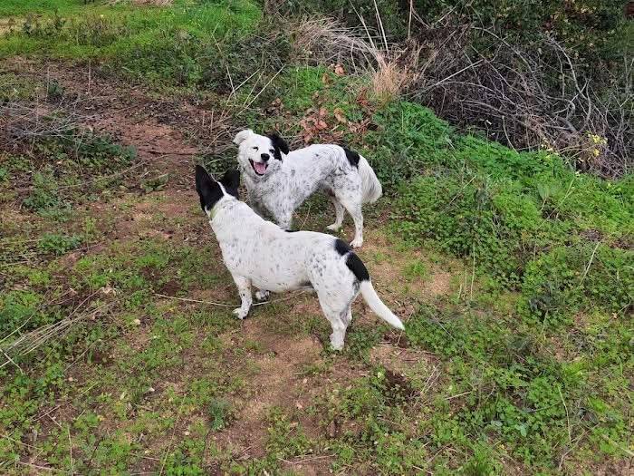 Adotta un cane, taglia media contenuta, femmina, Vibo