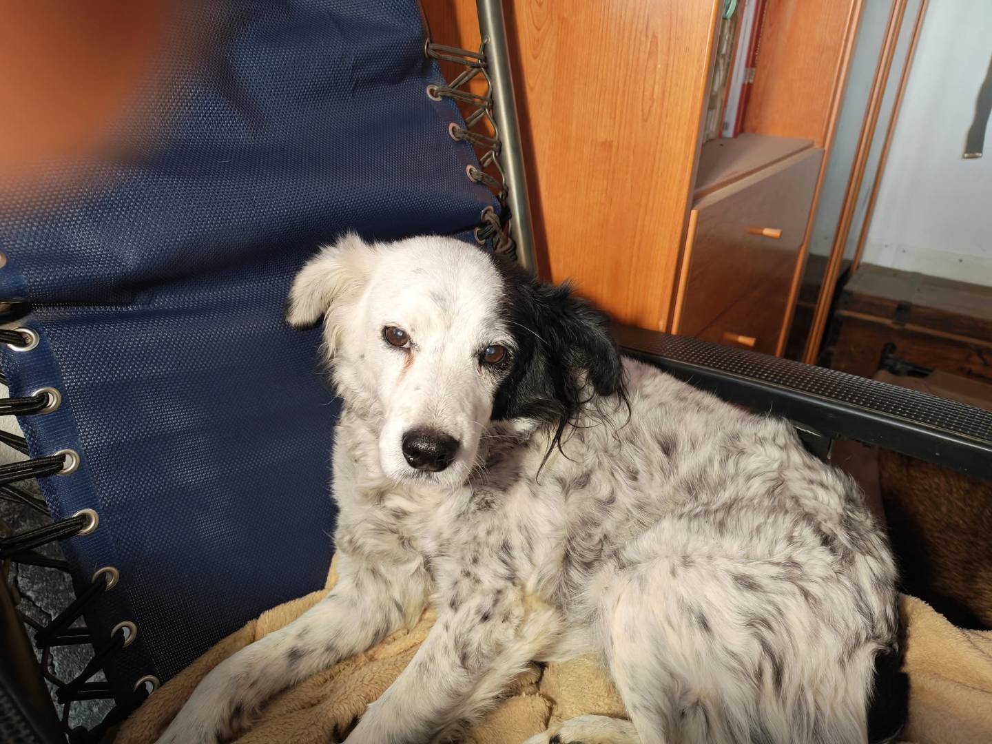 Vuoi adottare un cane a Vibo?