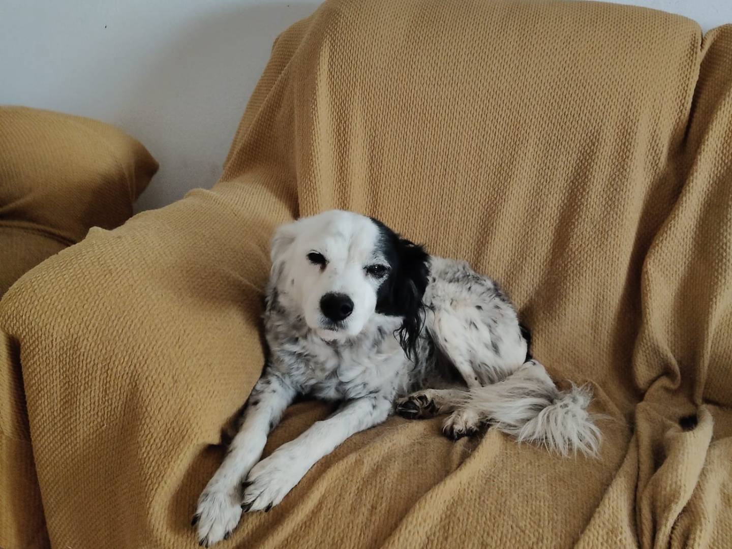 Adotta il cane PIA a Vibo