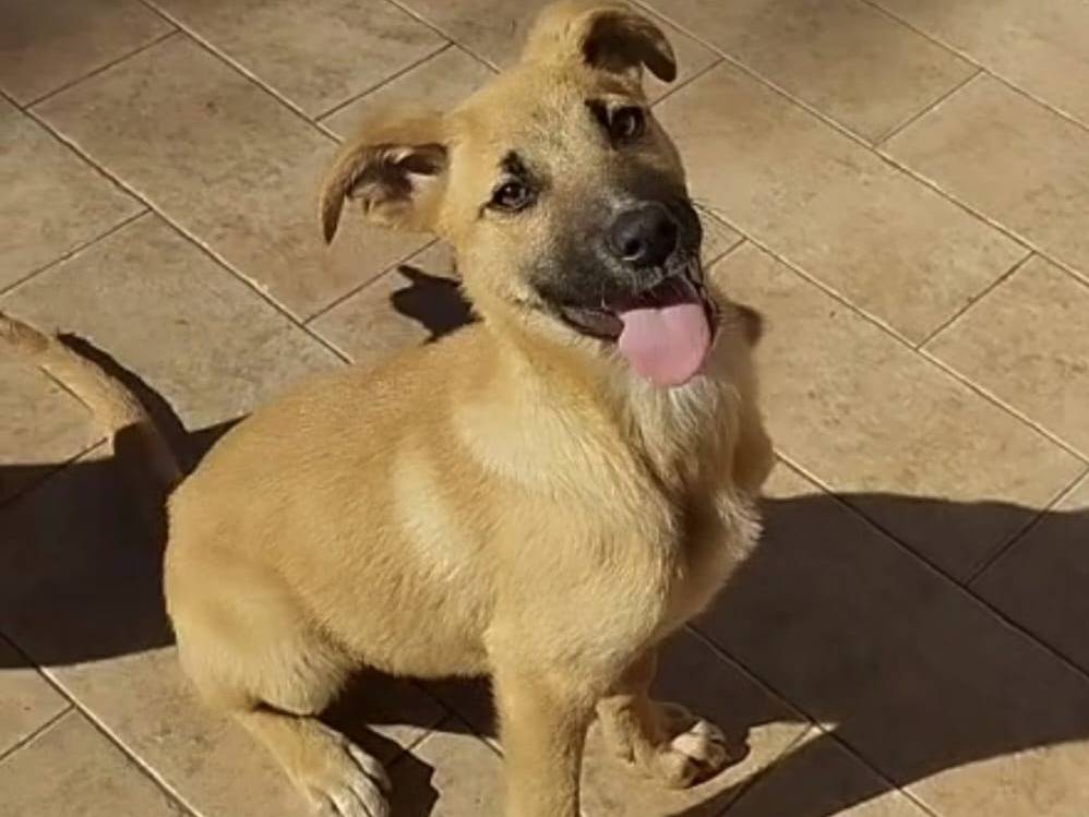 Adozione cane, femmina, Razza sconosciuta Razza sconosciuta, 6 mesi, taglia media, Vibo