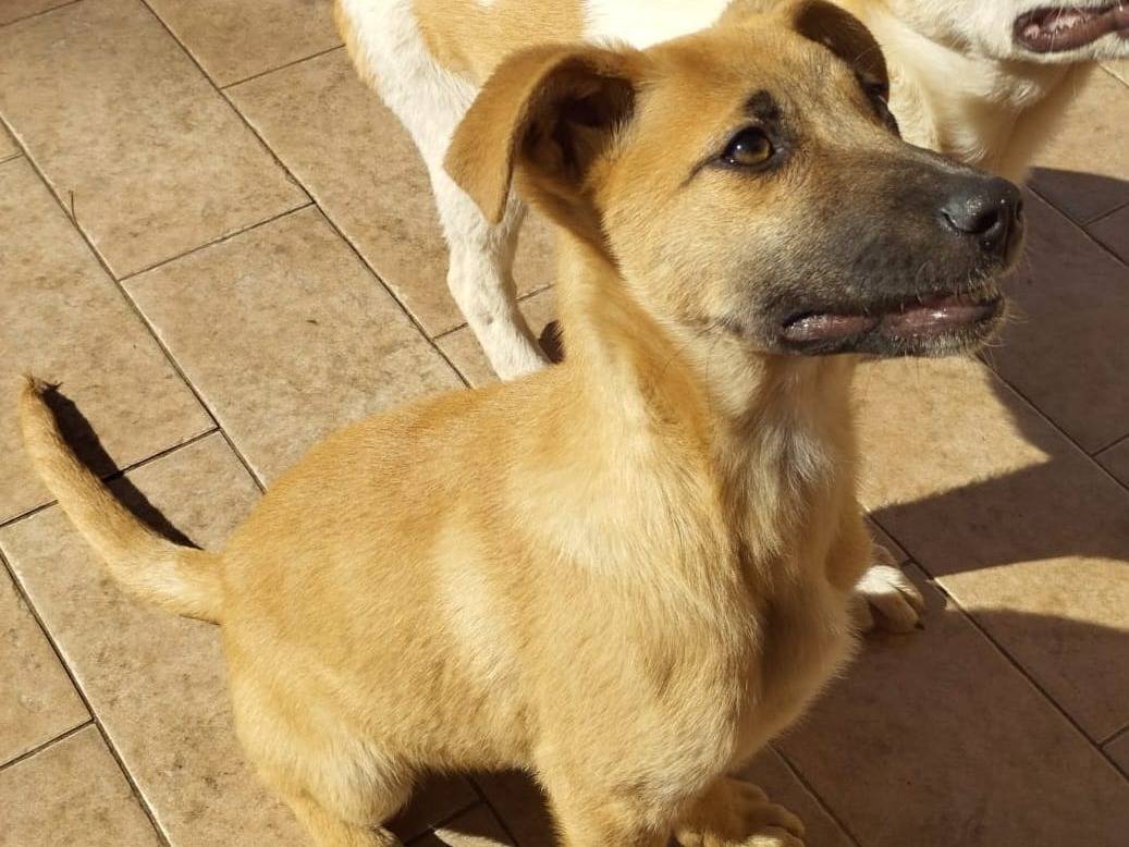 Adotta un cane, femmina, 6 mesi, Vibo