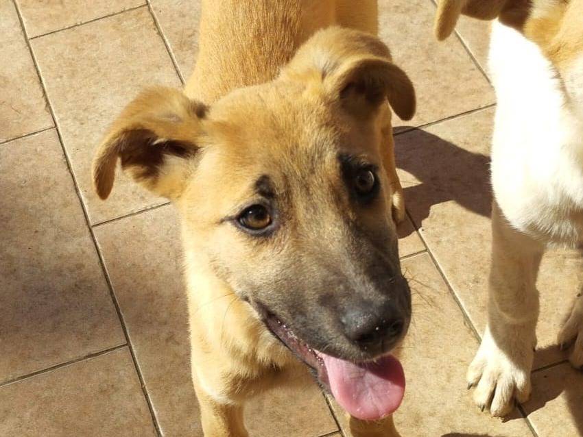 Adotta un cane, taglia media, femmina, Vibo
