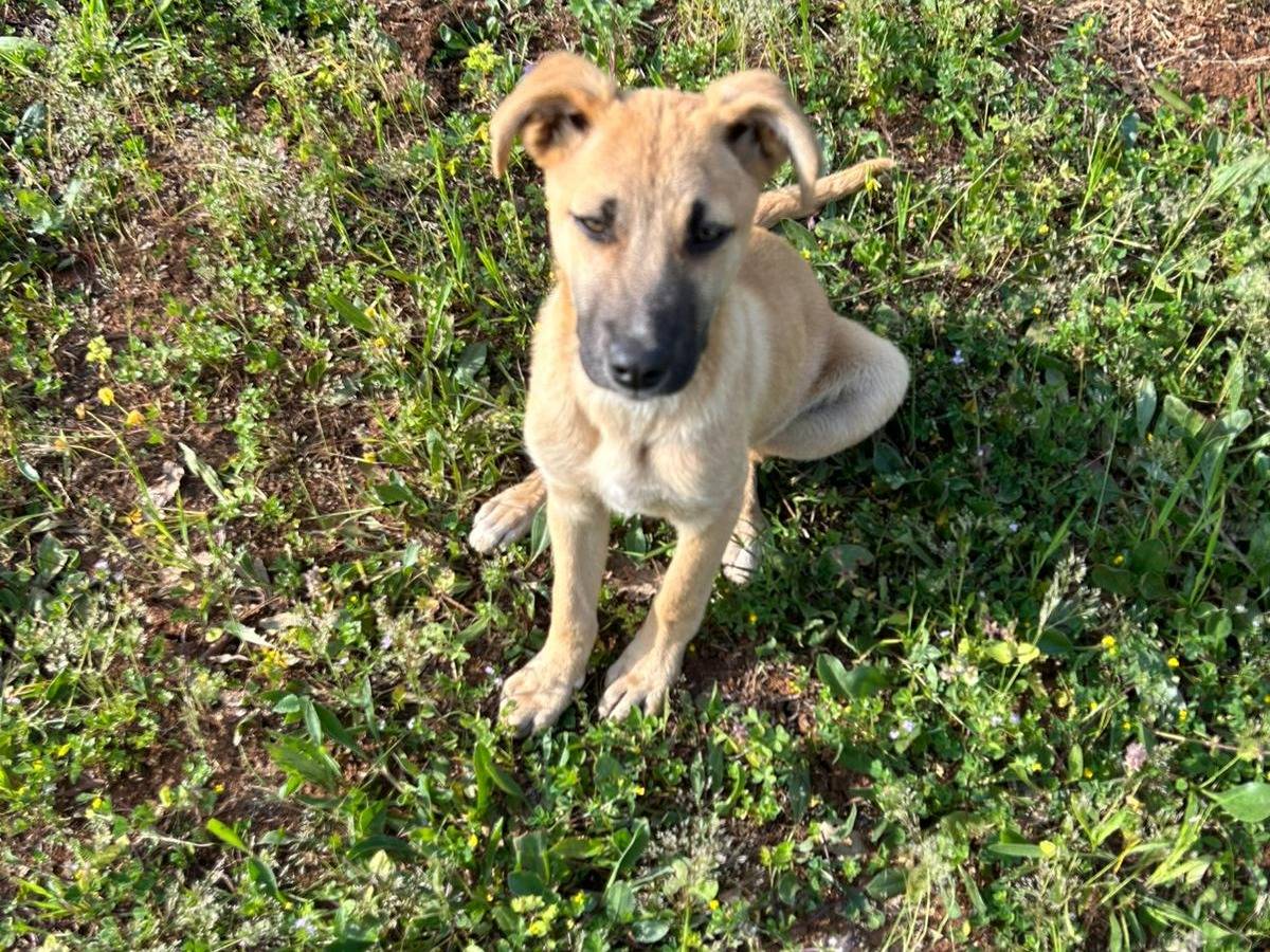 Vuoi adottare un cane a Vibo?