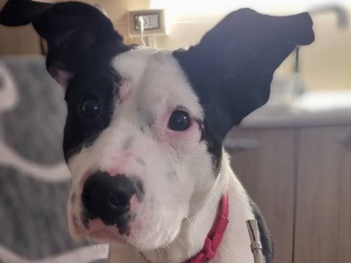 Adotta un cane, taglia media, maschio, Vibo