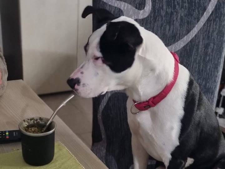 Vuoi adottare un cane a Vibo?