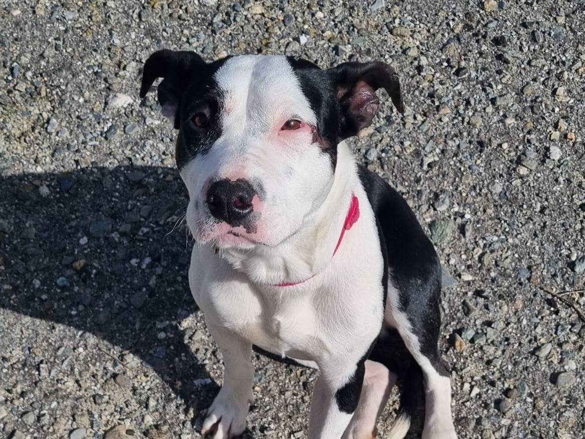 Adozione cane, maschio, Amstaff Razza sconosciuta, 1 anno e 4 mesi, taglia media, Vibo