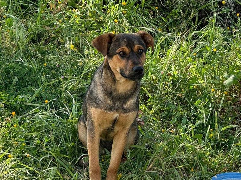 Adozione cane, femmina, Razza sconosciuta Razza sconosciuta, 6 mesi, taglia media, Vibo