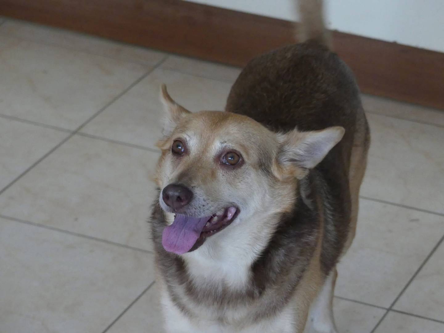Adozione cane, femmina, Razza sconosciuta Razza sconosciuta, 14 anni e 11 mesi, taglia media, Vibo