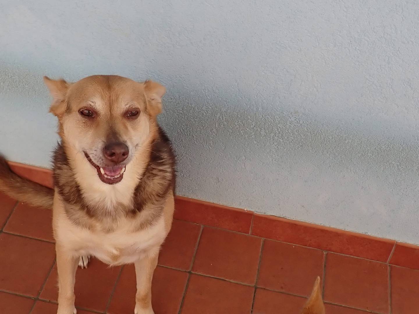 Adotta un cane, femmina, 14 anni e 11 mesi, Vibo