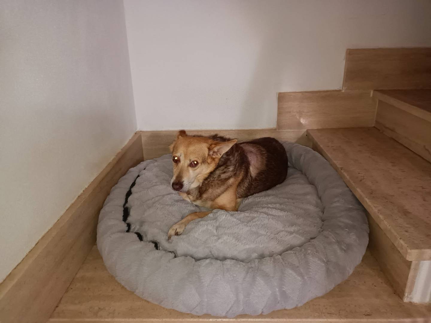 Adotta un cane, taglia media, femmina, Vibo
