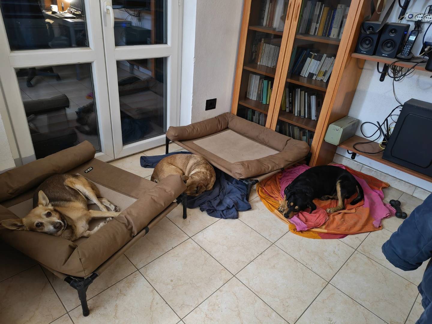 Vuoi adottare un cane a Vibo?