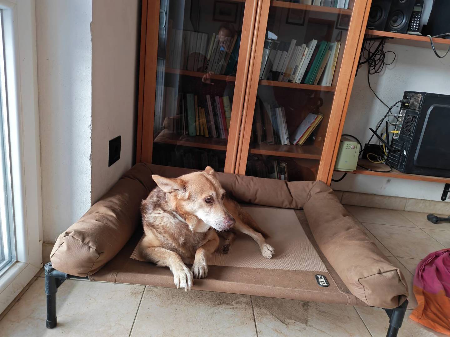 Adotta il cane GELBIE a Vibo