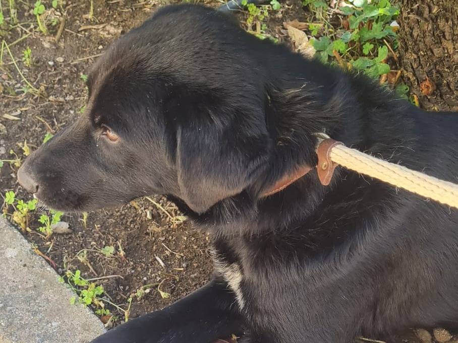Adotta un cane, maschio, 1 anno e 1 mese, Vibo