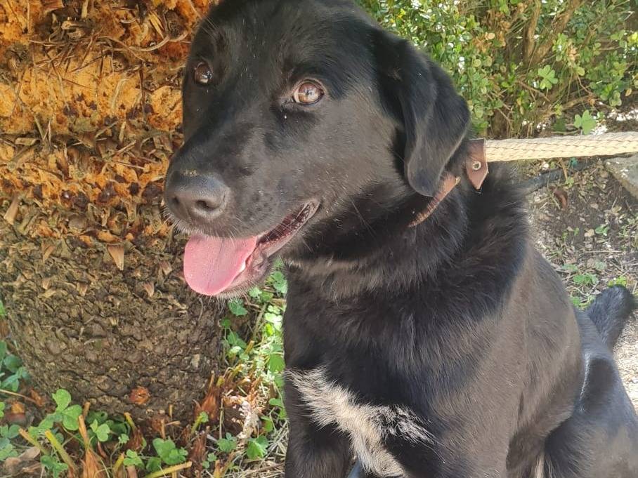 Adotta un cane, taglia media, maschio, Vibo