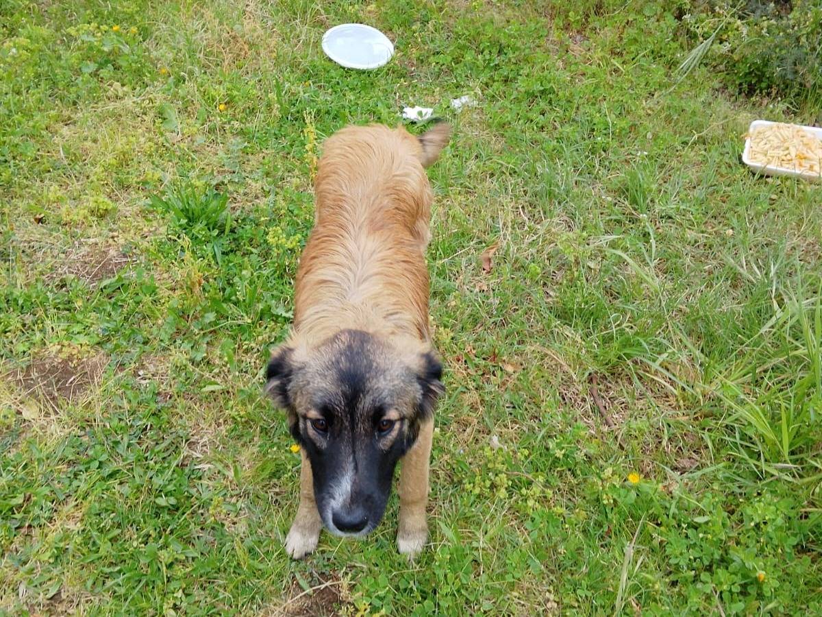 Adotta un cane, maschio, 6 mesi, Vibo