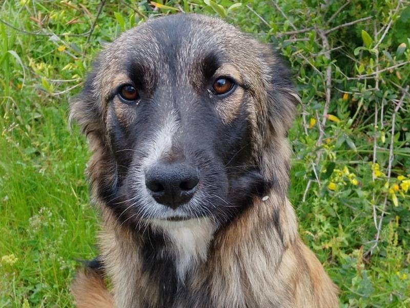 Adozione cane, maschio, Razza sconosciuta Razza sconosciuta, 6 mesi, taglia media, Vibo