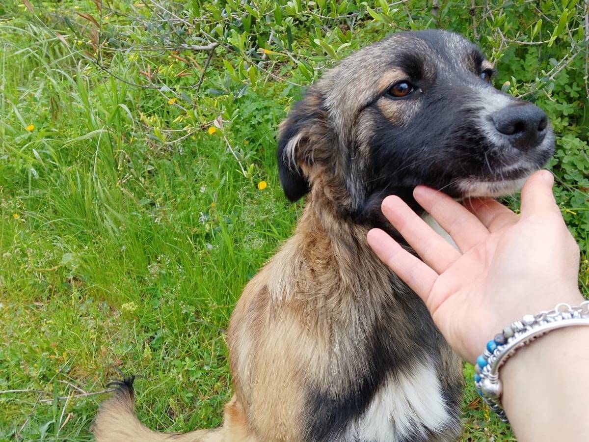 Adotta un cane, taglia media, maschio, Vibo