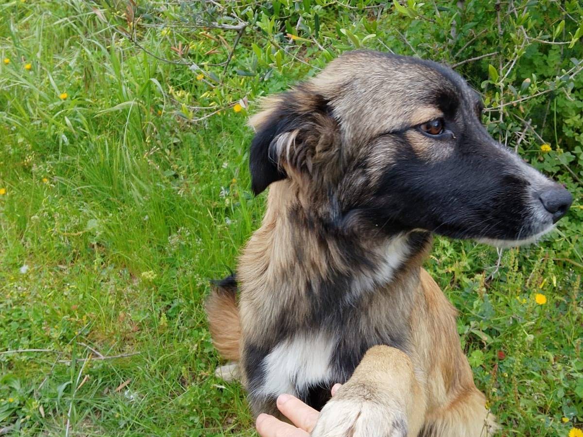 Vuoi adottare un cane a Vibo?