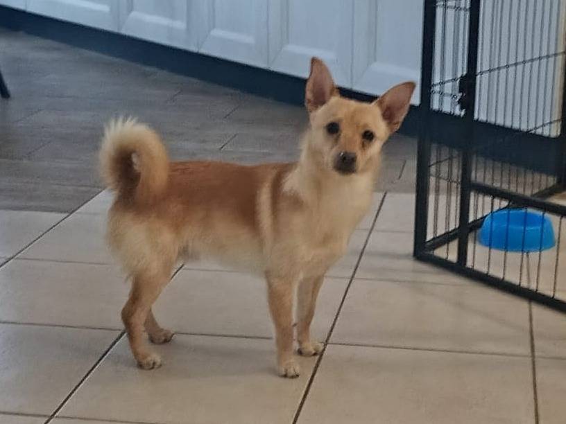 Adotta un cane, taglia piccola, maschio, Arezzo