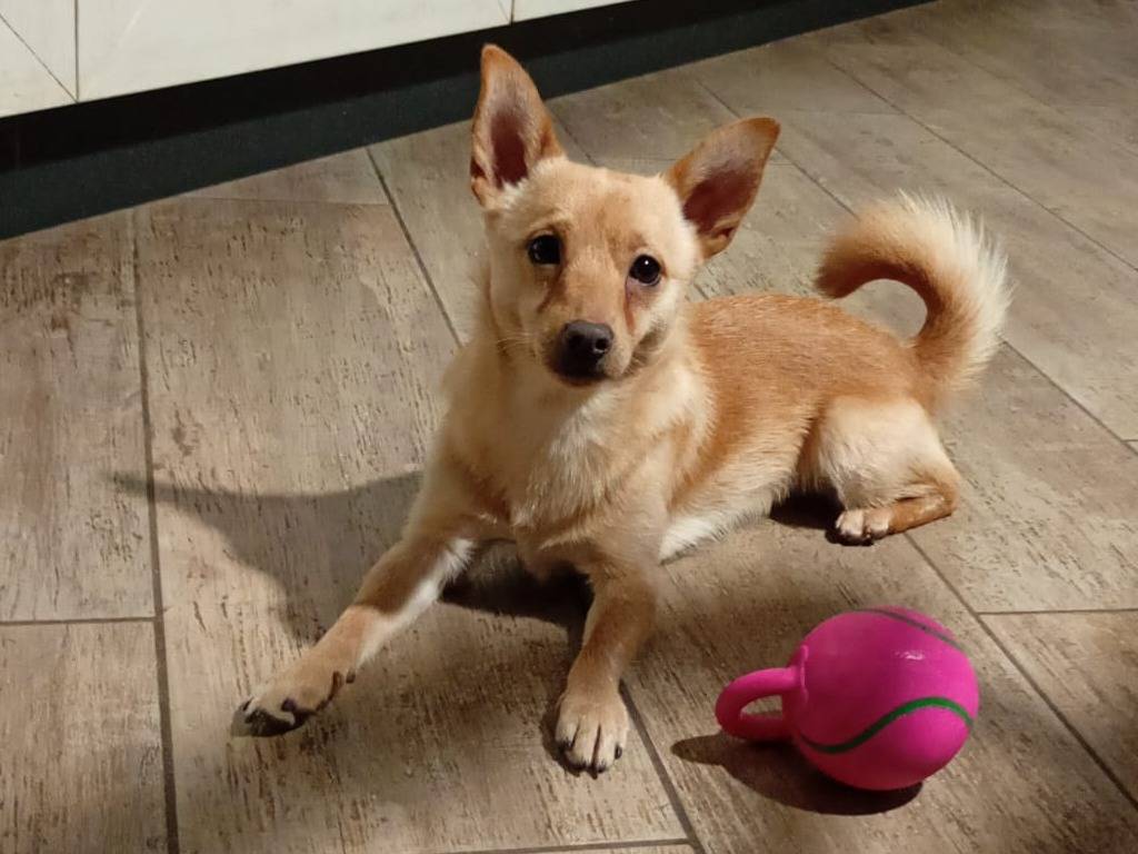 Adozione cane, maschio, Pinscher Razza sconosciuta, 1 anno e 4 mesi, taglia piccola, Arezzo