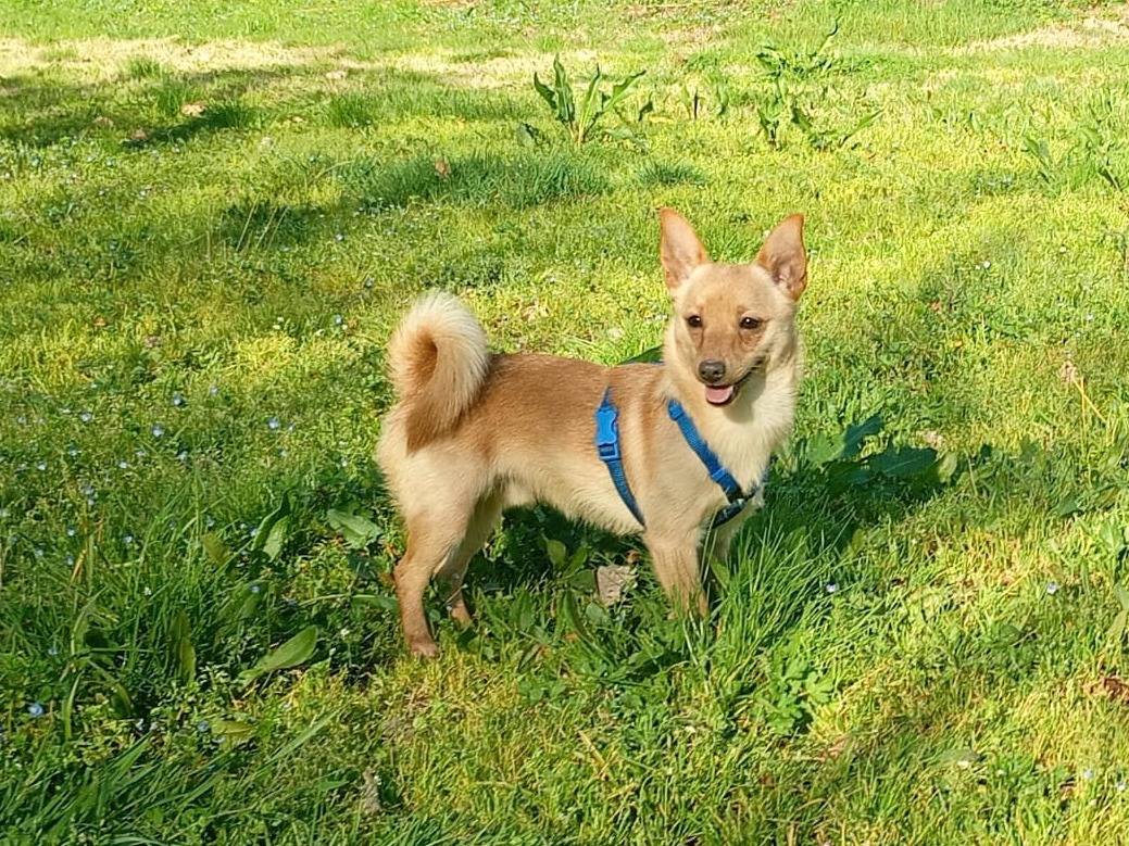 Adotta un cane, maschio, 1 anno e 4 mesi, Arezzo