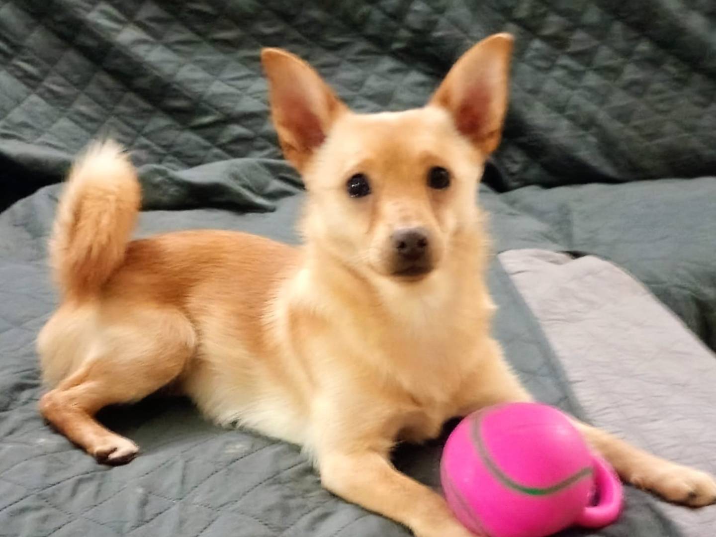 Adotta il cane PACO a Arezzo