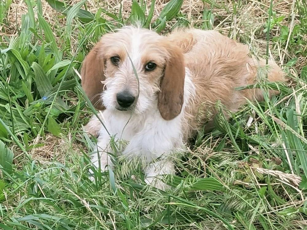 Adotta un cane, taglia media, maschio, Vibo