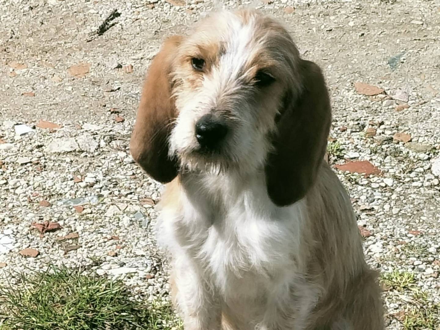 Adotta un cane, maschio, 5 mesi, Vibo