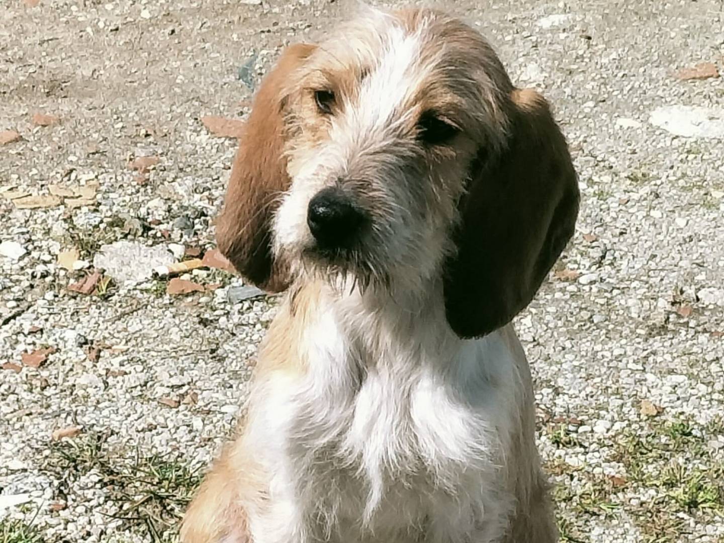 Adozione cane, maschio, Spinone Razza sconosciuta, 5 mesi, taglia media, Vibo