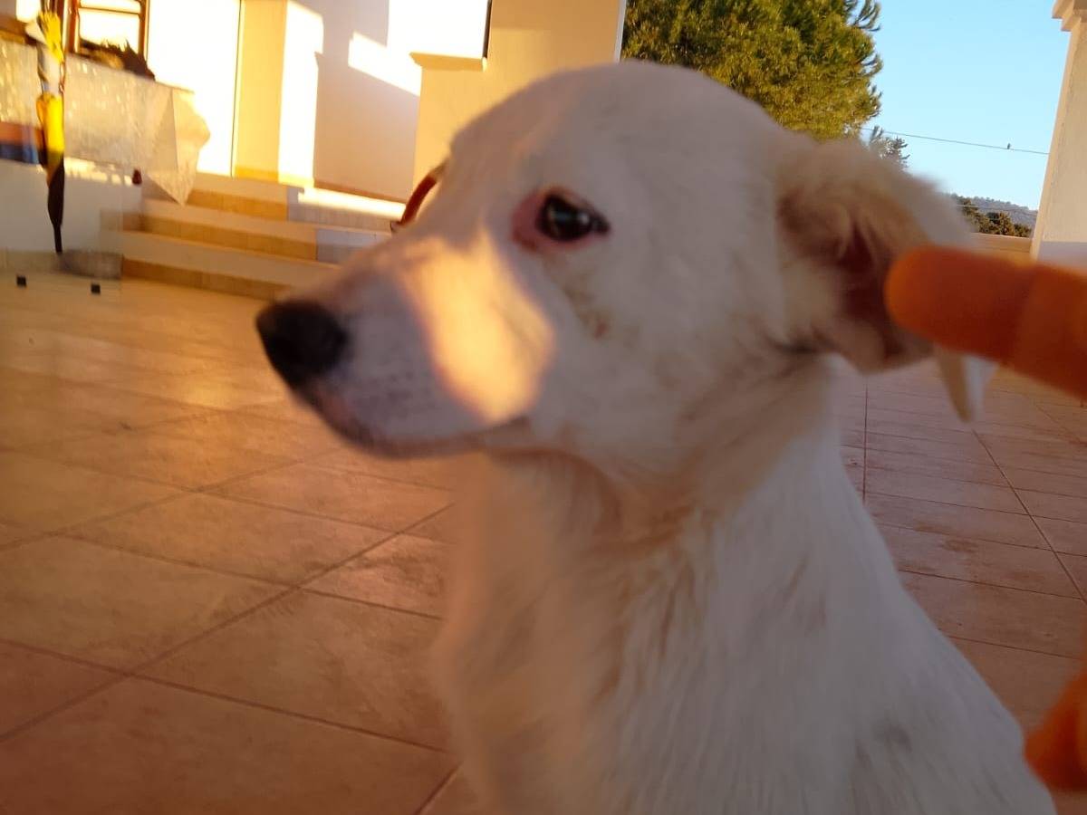 Adotta un cane, taglia media, maschio, Vibo