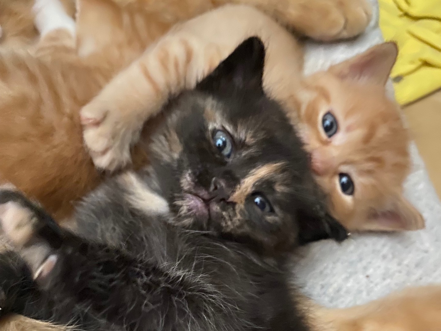 Adozione gatto, femmina, Razza sconosciuta Razza sconosciuta, Appena nato, taglia non valida, Chieti