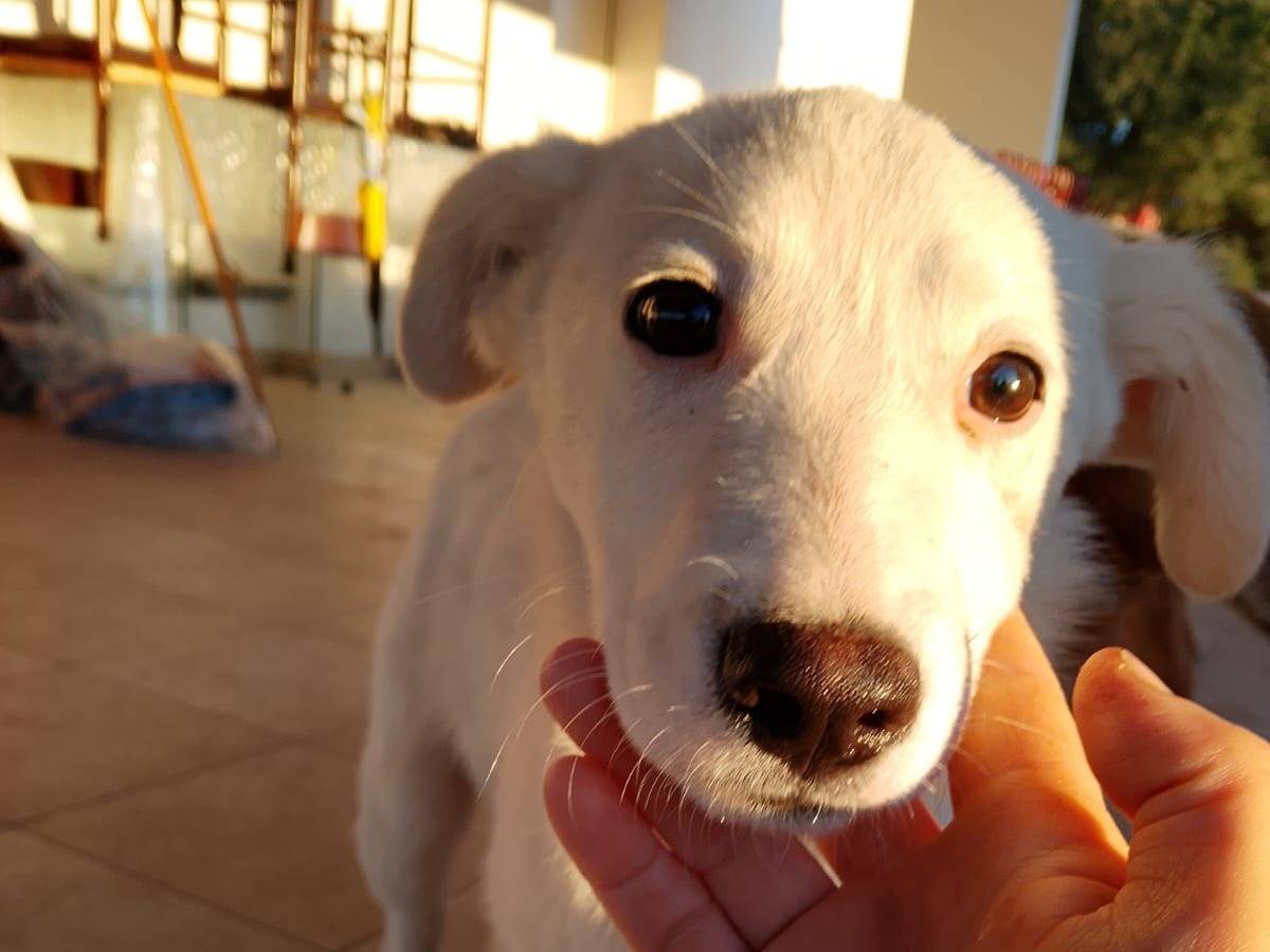 Adotta un cane, maschio, 6 mesi, Vibo