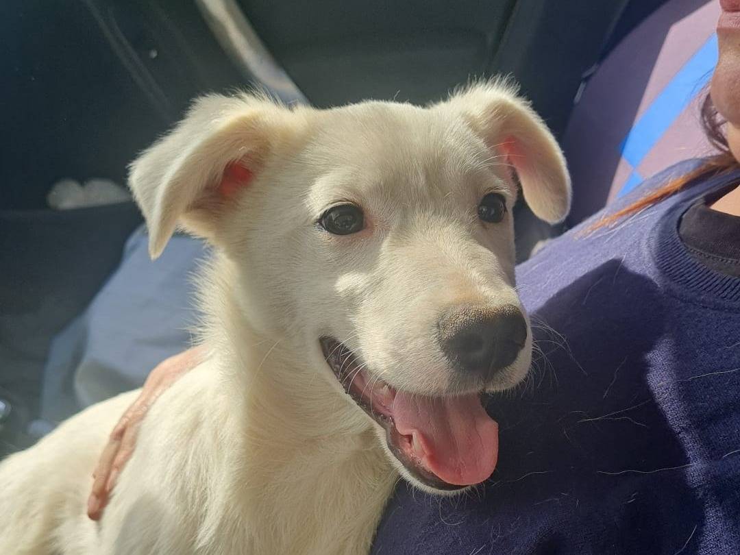 Adozione cane, maschio, Razza sconosciuta Razza sconosciuta, 6 mesi, taglia media, Vibo