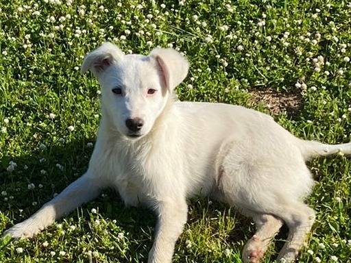 Vuoi adottare un cane a Vibo?