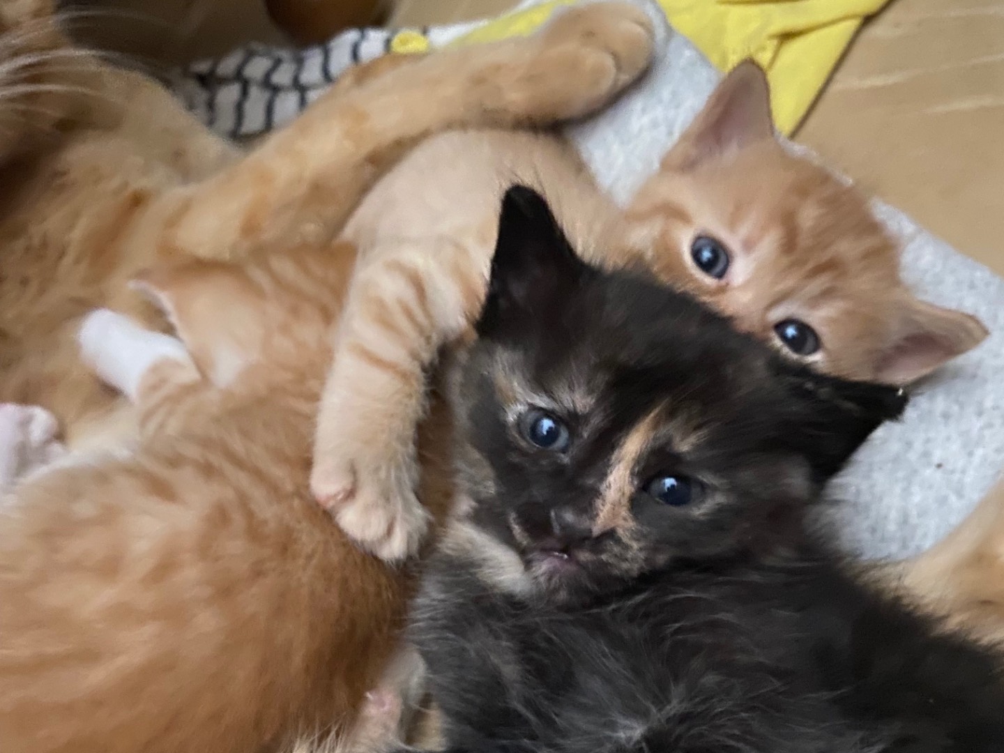 Adotta un gatto, femmina, Appena nato, Chieti