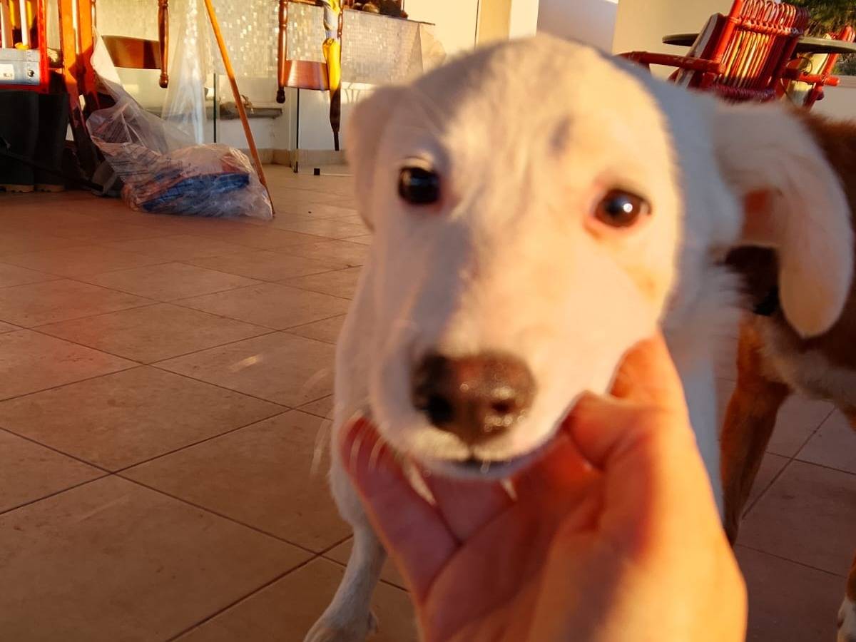 Adotta il cane CHARLEY a Vibo